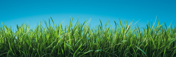 Obraz premium a green grassy background with clear blue skies. Generative Ai. 