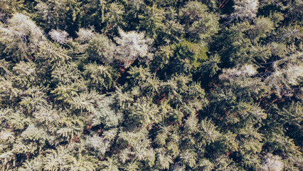 Vertical aerial view of treetops. Textures of tree branches. Coniferous European forests.