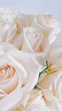 bouquet of white roses,rose, flower, bouquet, wedding, roses, flowers, beauty, love, nature, bloom, blossom, pink, gift, beautiful, floral, bride, bunch, valentine, romance, petal, decoration, plant, 