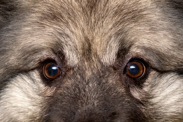 eyes of a gray fluffy wolfspitz dog close up. portrait Wolf