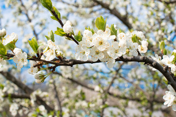 Spring blossom of trees ,branches of  sakura wit flowers  waving from wind, horizontal photo