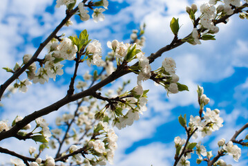 Spring blossom of trees ,branches of  sakura wit flowers  waving from wind, horizontal photo