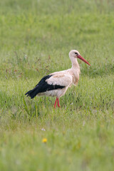 White stork wandering in spring flower meadow
