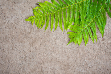 green fern leaves on gray concrete background. Top view 