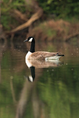 Canada goose swimming on a sunny day