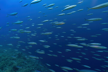 Dancing in Unison: School of Fish Moving as One in a Spectacular Display