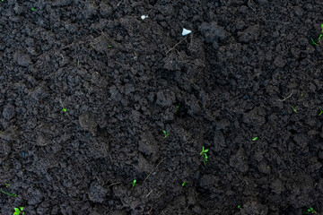 Background of soil with small green sprouts. Soil texture.