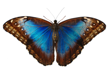 A large blue butterfly with its wings outstretched. 