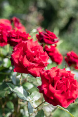 Bright shiny red roses on bush. Giftcard, Valentines Day background, wedding day. Soft focus. Copy space