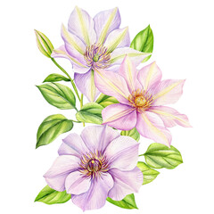 Pink flower. Clematis flowers, bouquet on isolated white background, watercolor botanical painting, realistic hand drawn
