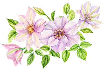 Clematis flowers, bouquet on isolated white background, watercolor botanical painting, realistic hand drawn