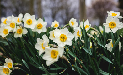 White and Yellow Daffodils with Green Leaves