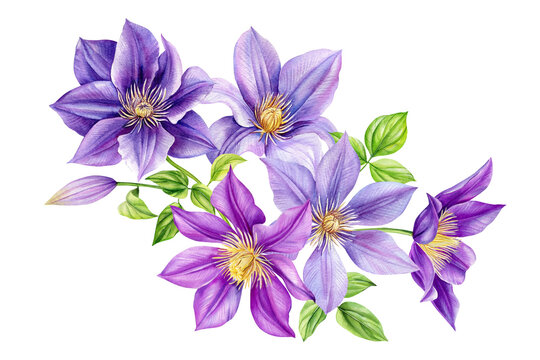 Clematis flowers, bouquet on isolated white background, watercolor botanical painting, purple clematis frame hand drawn
