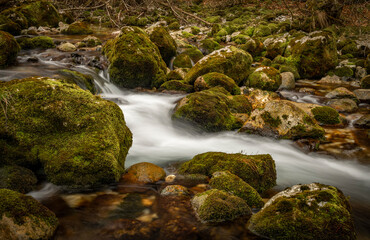 Bohinj Bistrica river with flow in north fresh Slovenia in nice forest