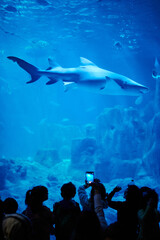 Big shark swim in blue aquarium water