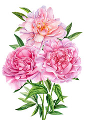 pink peonies flowers on isolated white background, watercolor botanical painting, realistic hand drawn