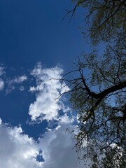 Blue sky with white clouds and green tree