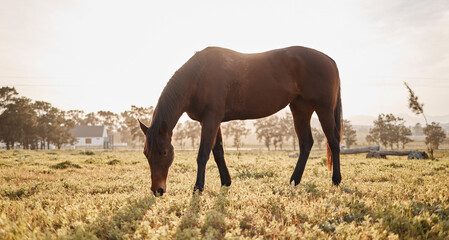 Obraz premium In riding a horse, we borrow freedom. Shot of a beautiful horse on a farm.