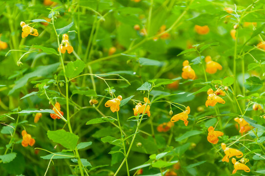 Orange Jewelweed Growing Along The River In September