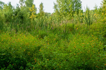 Orange Jewelweed Growing Along The River In September