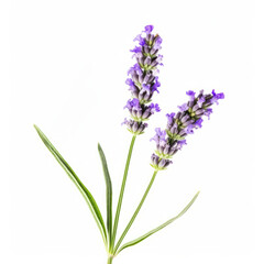 Obraz premium Lavender flower isolated. Illustration AI Generative