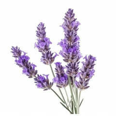 Lavender flower isolated. Illustration AI Generative