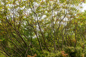 Staghorn Sumac Growing Along The Trail In September