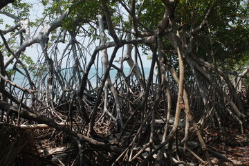 Manglar