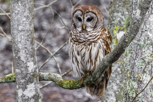 Barred Owl in winter tree