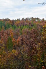 Fototapeta premium Tall trees of dense forest with autumn colors of leaves