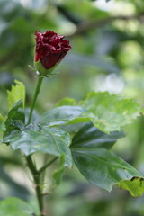 Red rose with water drops
