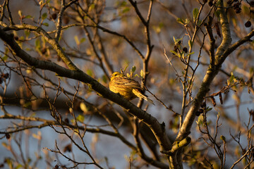Goldammer im Frühling, heimischer gelber Vogel, Brut