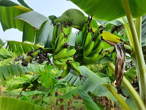 banana tree in the garden.