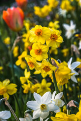 Bed of spring flowers in orange, yellow and white colors, close up