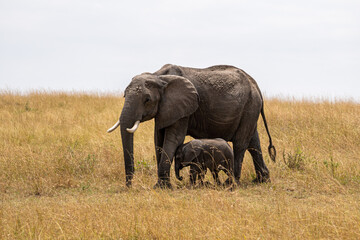 Fototapeta na wymiar Elephants in the savannah. Mother and baby elephant walking in the savannah during a sunny day of safari in Masai Mara, Kenya, Africa.