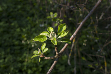  Apple flowers turn into apples . High quality photo