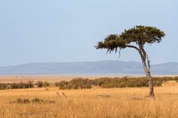 Obraz premium Cheetahs looking for a prey in the savannah. The landscape is absolutely stunning, with a tree and a bird in the middle of the African savannah.