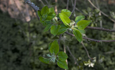  Apple flowers turn into apples . High quality photo