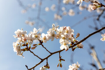 Beautiful Sakura flowers during the spring season in the park. Yokohama, Japan