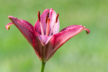 Pink day lily in spring