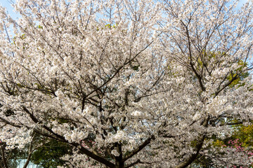Beautiful Sakura flowers during the spring season in the park. Yokohama, Japan