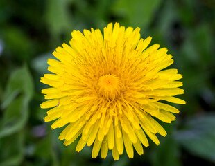 Photo of dandelion flower close up