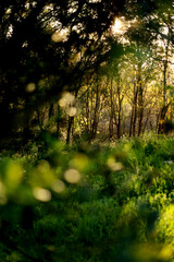 Fototapeta premium Natureza
