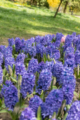 Glade of blue blooming hyacinths in the city park. beautiful spring sunny day. © Yevhenii Khil