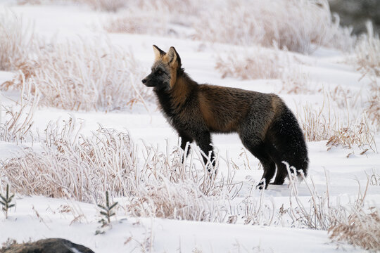 Silver Cross Fox in snow