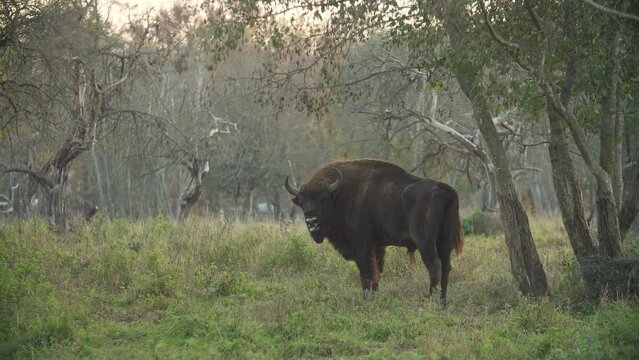 European bison in the autumn forest of a national park