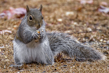Grey squirrel eating some peanuts