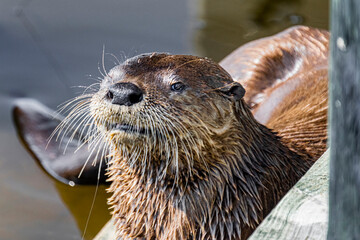 River otter resting on a pier