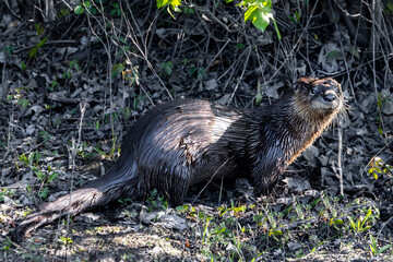 River otter on a bank