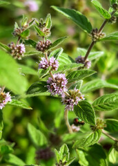 flowering mint grows in a flower garden. cultivation of medicinal plants concept
